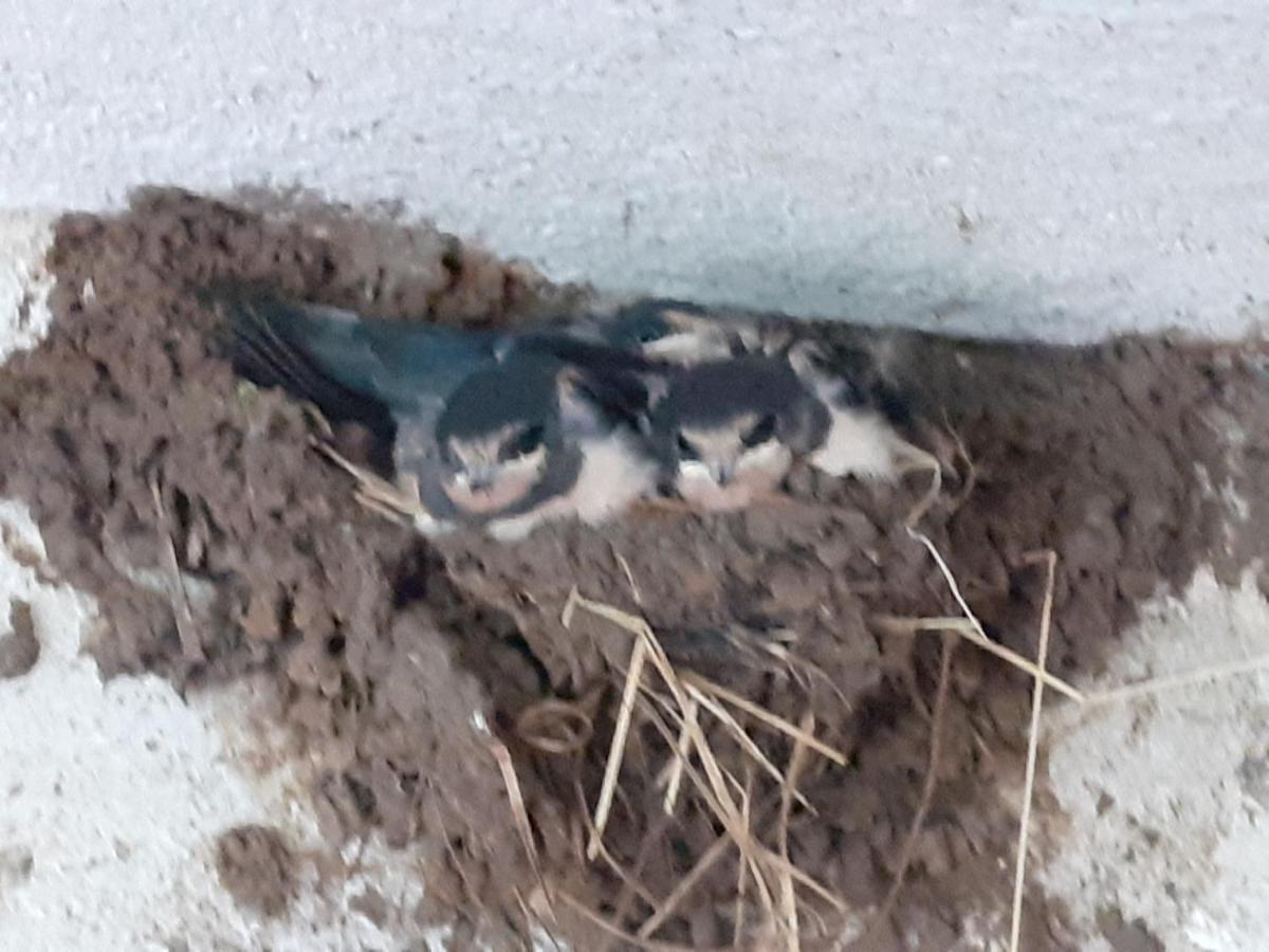 Ferienwohnung ehemalige Revierförsterei uns Lütt Kuhstorf Exterior foto